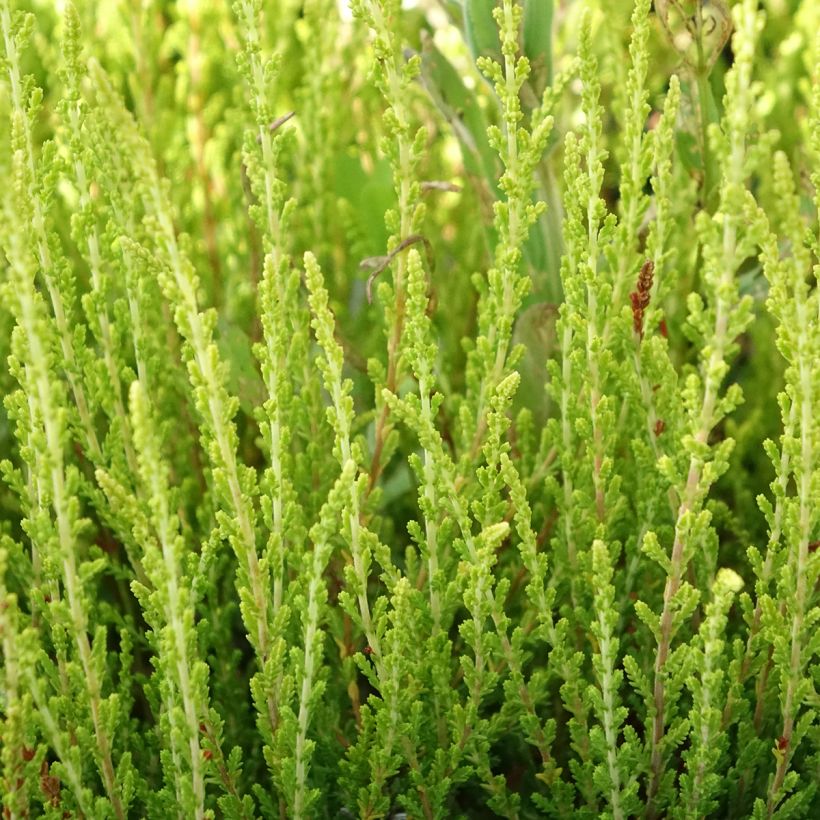 Bruyère d'été - Calluna vulgaris Theresa (Feuillage)