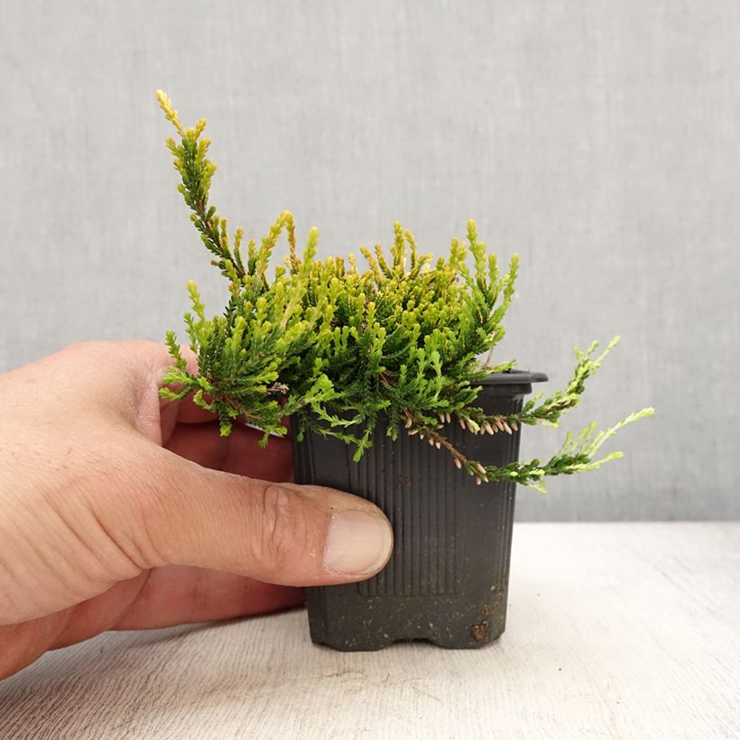 Spécimen de Bruyère d'été - Calluna vulgaris Theresa - Godet de 8/9 cm tel que livré au printemps