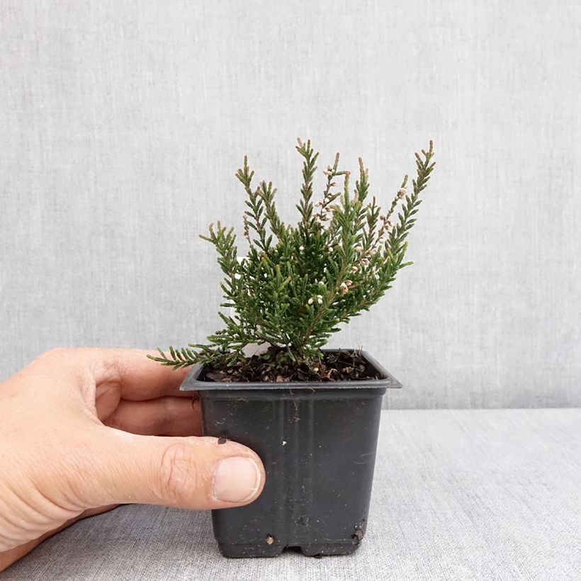 Spécimen de Bruyère d'été - Calluna vulgaris Tib Pot de 12 cm tel que livré au printemps
