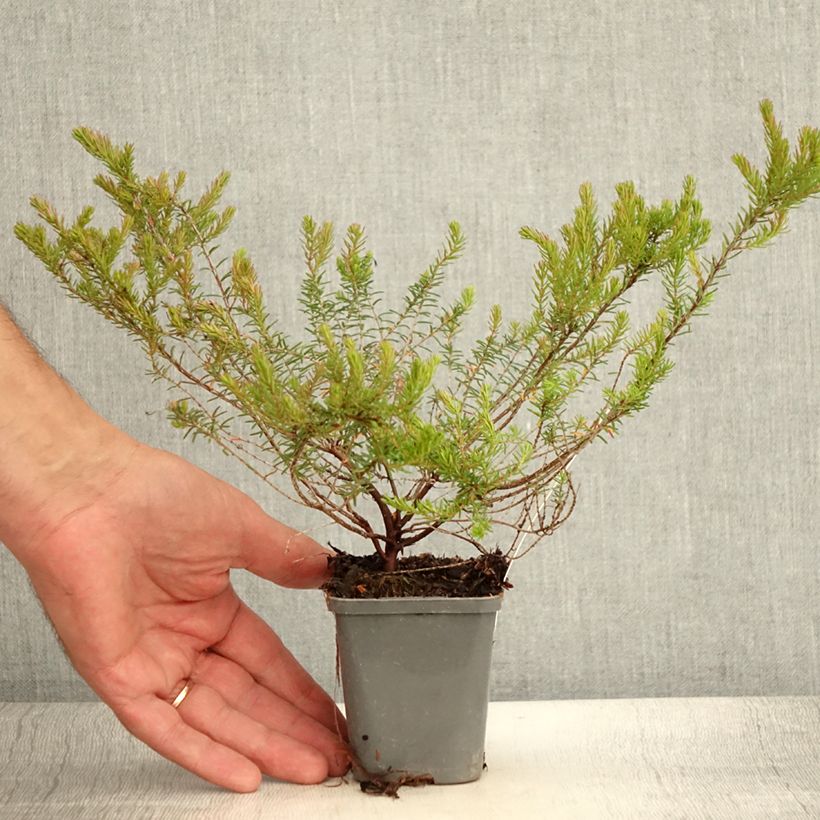 Spécimen de Bruyère d'hiver - Erica darleyensis Ghost Hills Godet de 8/9 cm tel que livré en été