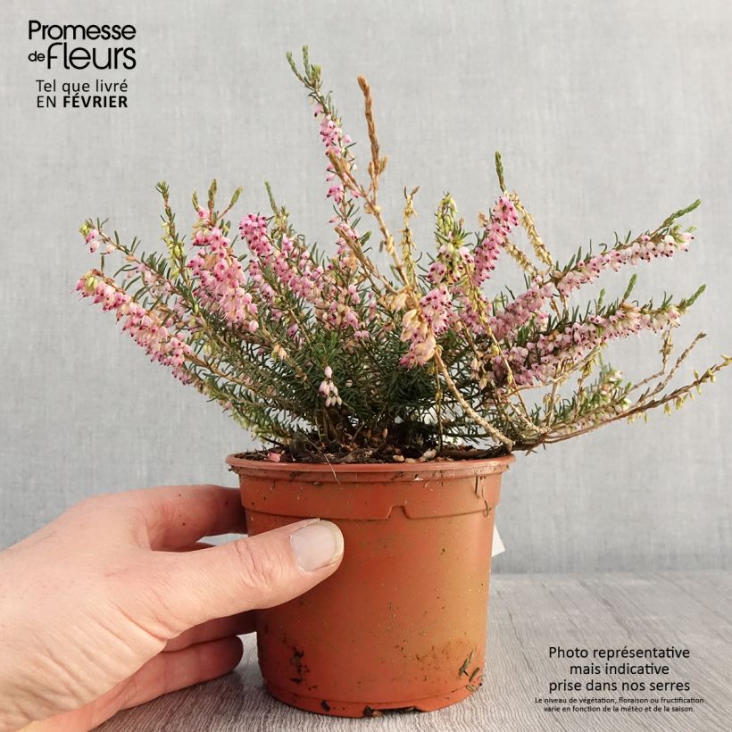 Spécimen de Bruyère d'hiver - Erica darleyensis Ghost Hills Pot de 1L/1,5L tel que livré en hiver
