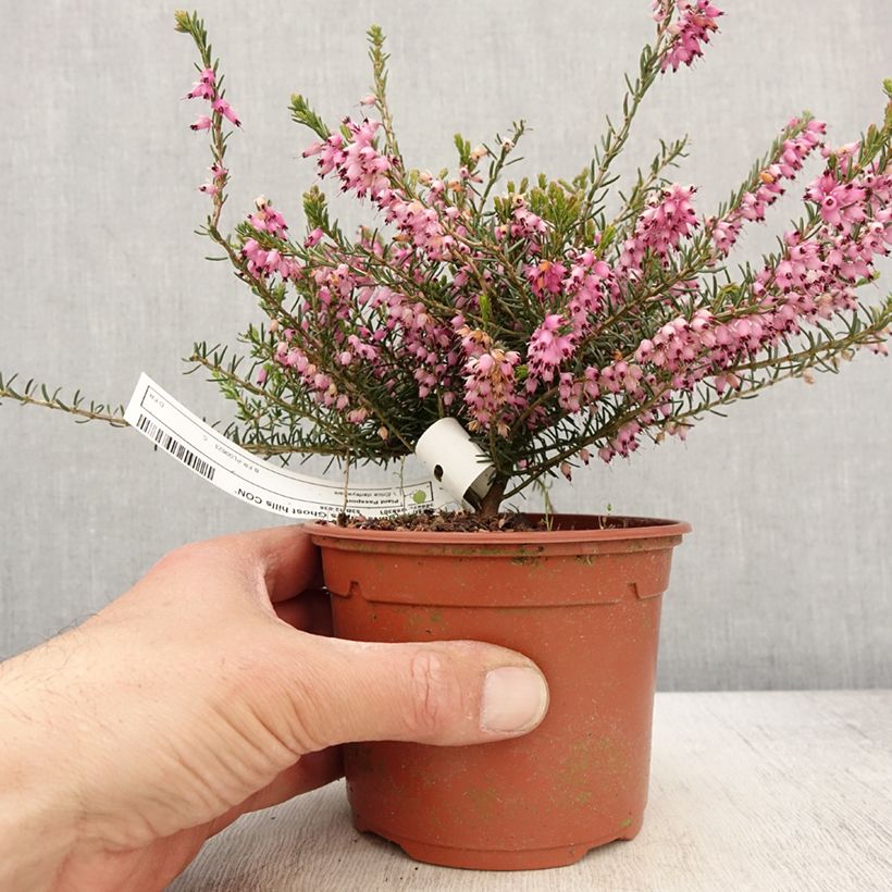 Spécimen de Bruyère d'hiver - Erica darleyensis Ghost Hills - Pot de 1L/1,5L tel que livré au printemps