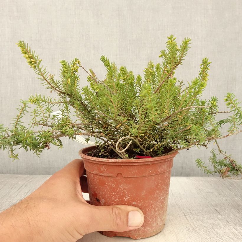 Spécimen de Bruyère d'hiver - Erica x darleyensis Aurélie Bregeon  Pot de 1L/1,5L tel que livré en été