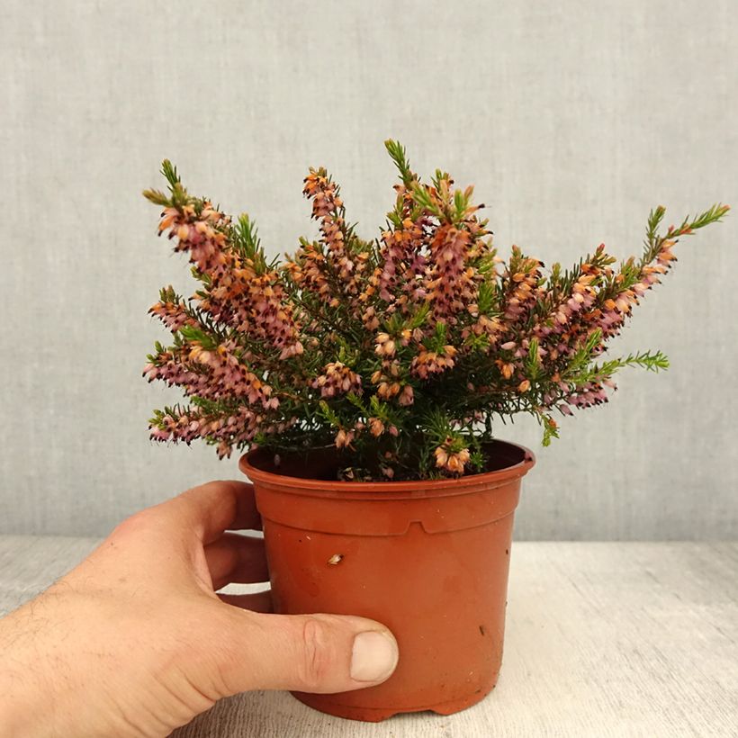 Spécimen de Bruyère d'hiver - Erica x darleyensis J.W. Porter - Pot de 1L/1,5L tel que livré au printemps