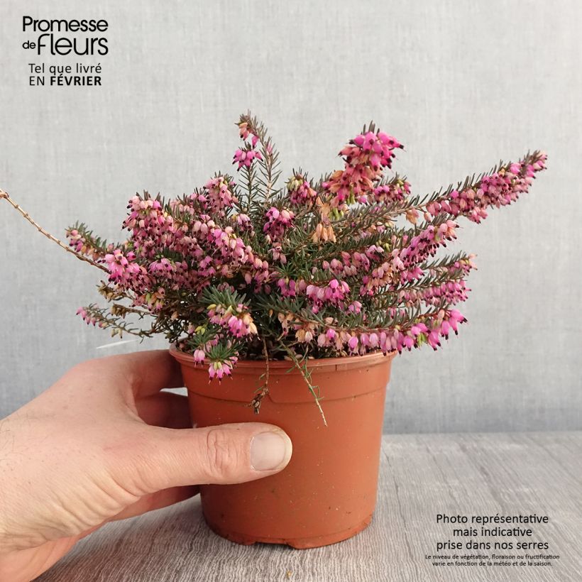 Spécimen de Bruyère d'Hiver - Erica x darleyensis Kramer's Rote Pot de 1L/1,5L tel que livré en hiver
