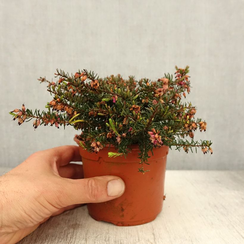Spécimen de Bruyère d'Hiver - Erica x darleyensis Kramer's Rote - Pot de 1L/1,5L tel que livré au printemps