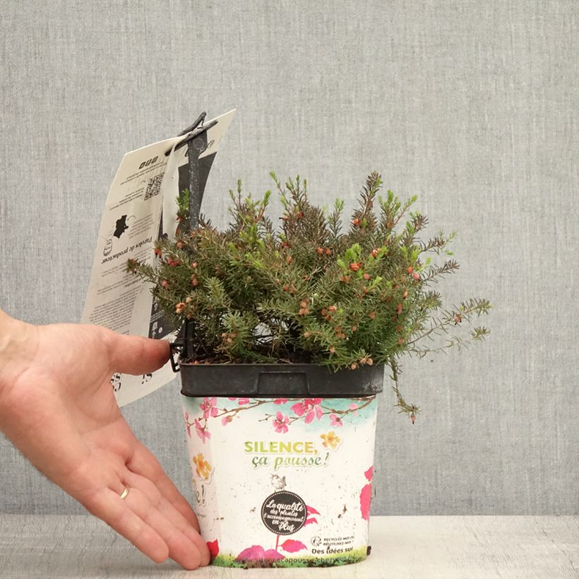 Spécimen de Bruyère d'Hiver - Erica x darleyensis Kramer's Rote Pot de 2L/3L tel que livré en été