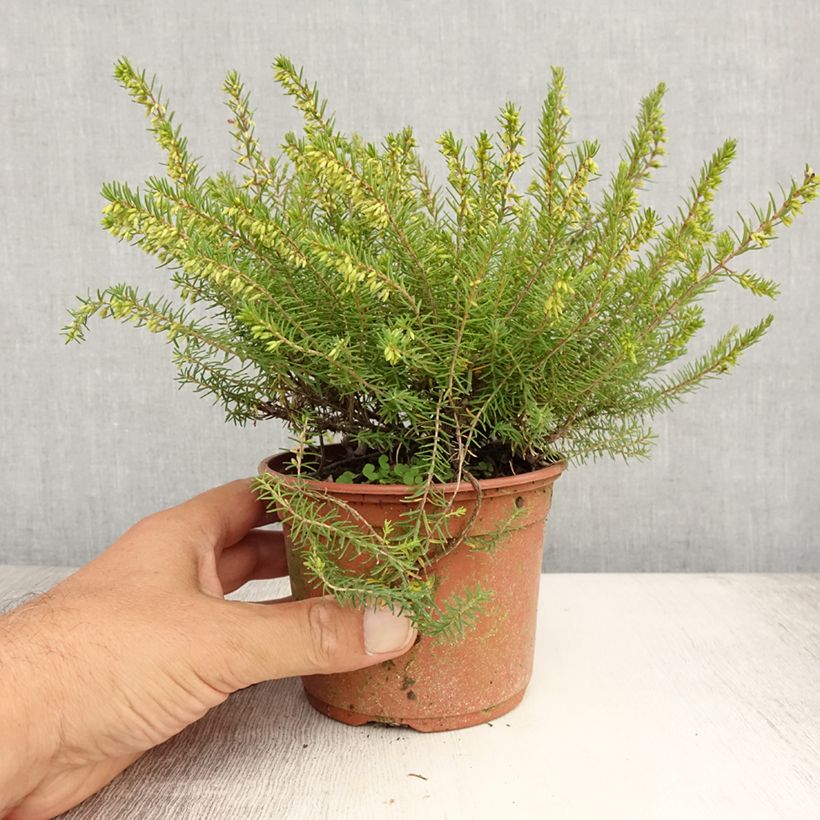 Spécimen de Bruyère d'hiver - Erica x darleyensis Silberschmelze Godet de 8/9 cm tel que livré en été
