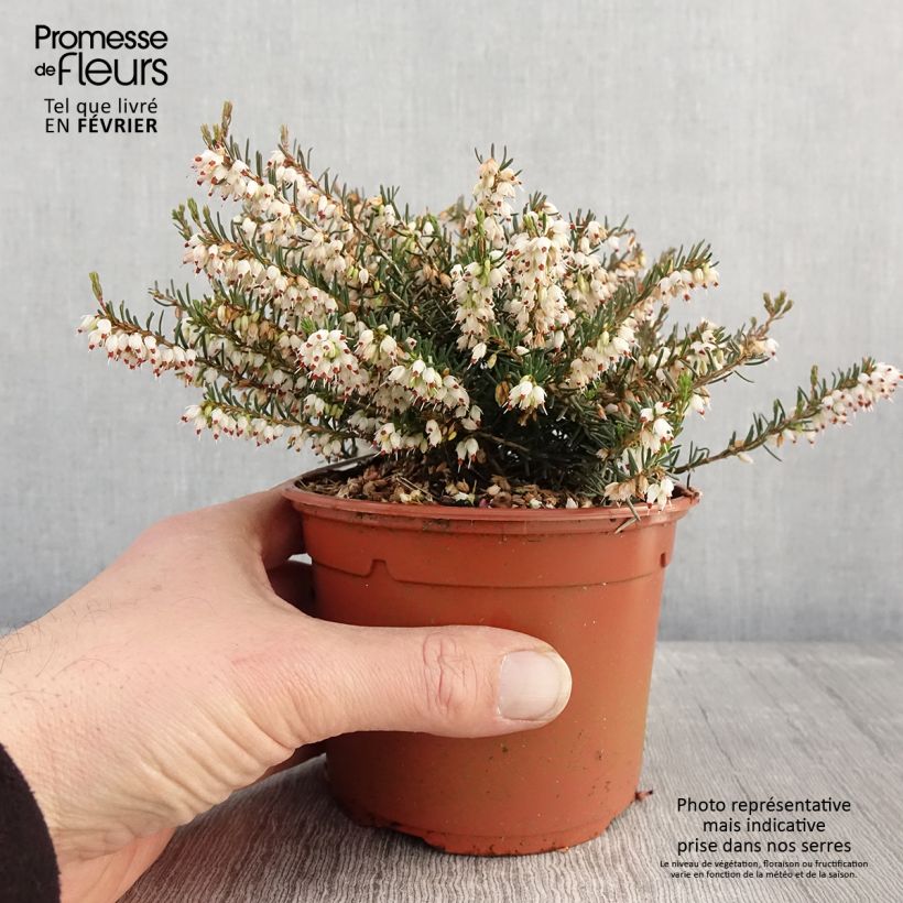 Spécimen de Bruyère d'hiver - Erica x darleyensis Silberschmelze Pot de 2L/3L tel que livré en hiver