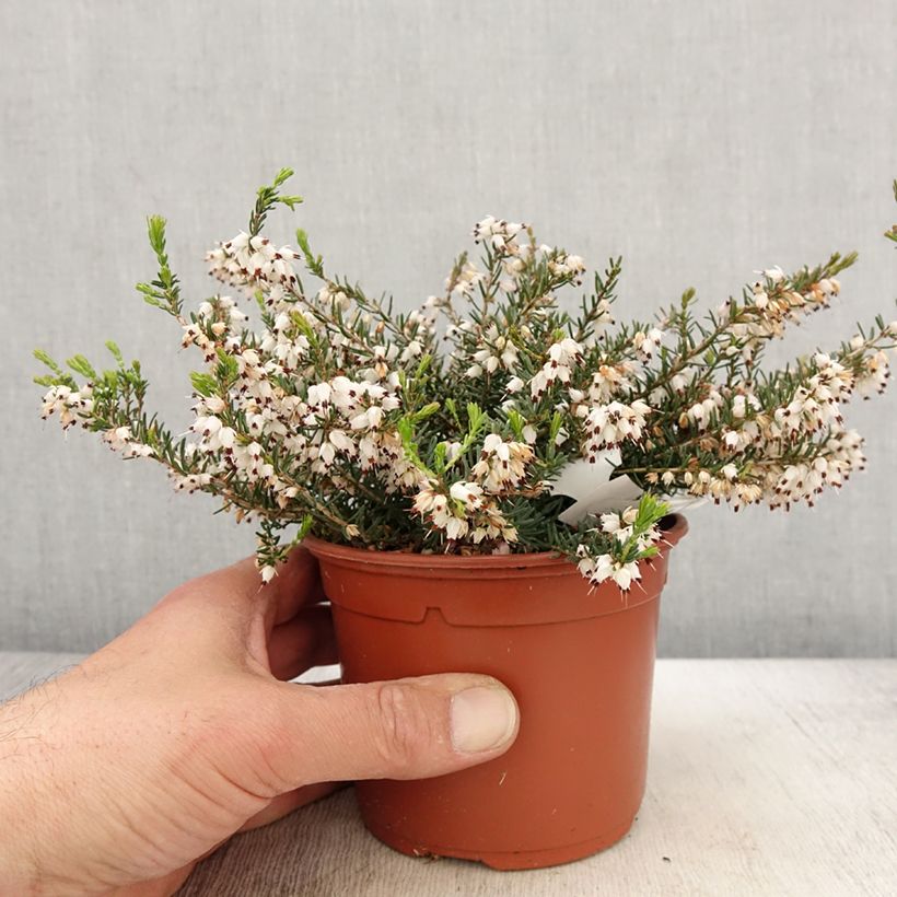 Spécimen de Bruyère d'hiver - Erica x darleyensis Silberschmelze - Pot de 2L/3L tel que livré au printemps
