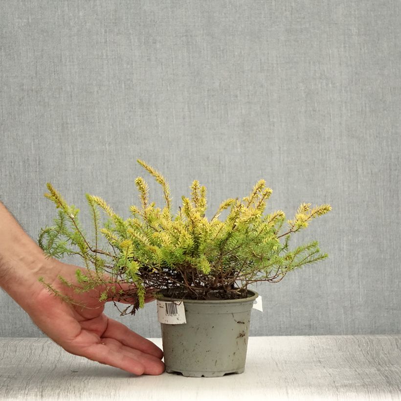 Spécimen de Bruyère d'hiver - Erica x darleyensis Stieneke Pot de 12 cm / 13 cm tel que livré en été