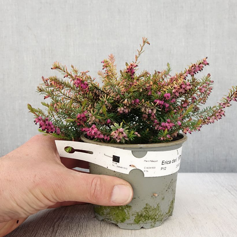 Spécimen de Bruyère d'hiver - Erica x darleyensis Stieneke - Pot de 12 cm tel que livré au printemps