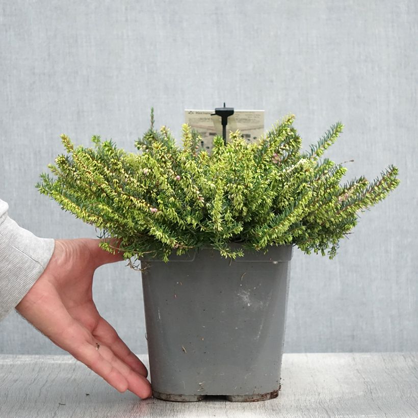 Spécimen de Bruyère d'hiver - Erica x darleyensis Trio Pot de 3L/4L tel que livré en été