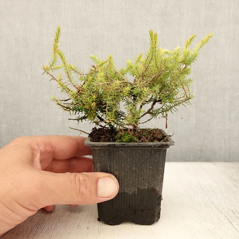 Spécimen de Bruyère d'hiver Winter Belles Tylou - Erica x darleyensis Godet de 8/9 cm tel que livré en été