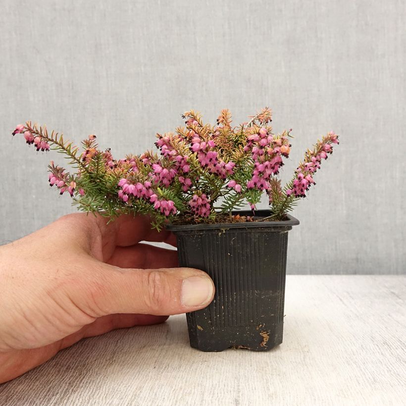 Spécimen de Bruyère d'hiver Winter Belles Tylou - Erica x darleyensis - Godet de 8/9 cm tel que livré au printemps