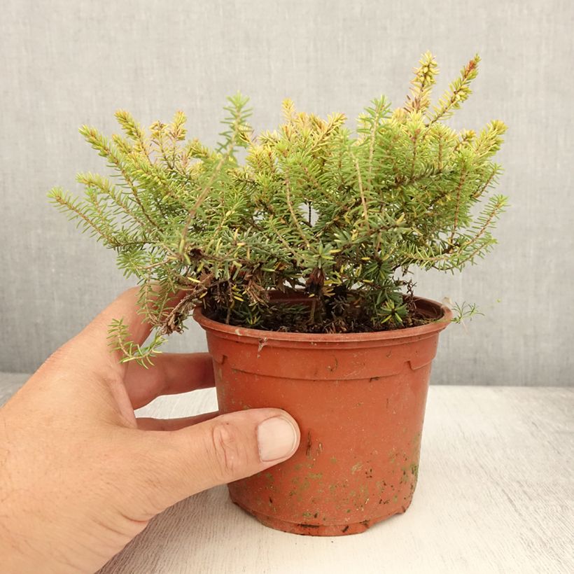 Spécimen de Bruyère d'hiver Winter Belles Tylou - Erica x darleyensis Pot de 1L/1,5L tel que livré en été