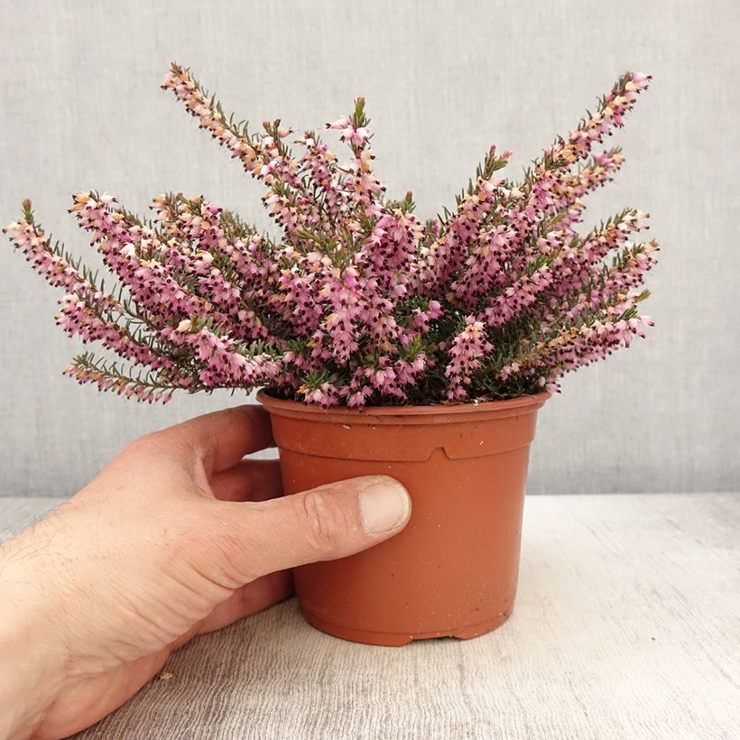Spécimen de Bruyère de Darley - Erica darleyensis Furzey - Pot de 1L/1,5L tel que livré au printemps