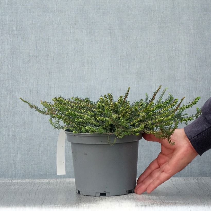 Spécimen de Bruyère de Darley - Erica darleyensis Furzey Pot de 2L/3L tel que livré en été