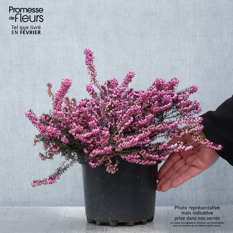 Spécimen de Bruyère de Darley - Erica darleyensis Furzey Pot de 2L/3L tel que livré au printemps