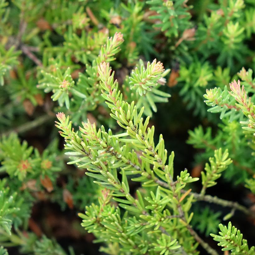 Bruyère de neiges - Erica carnea Ruby Glow (Feuillage)