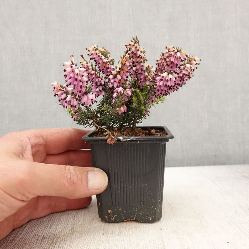 Spécimen de Bruyère de neiges - Erica carnea Ruby Glow - Godet de 8/9 cm tel que livré au printemps