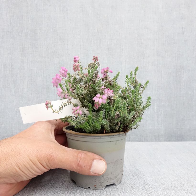 Spécimen de Bruyère des marais - Erica tetralix Tina Pot de 12 cm / 13 cm tel que livré au printemps