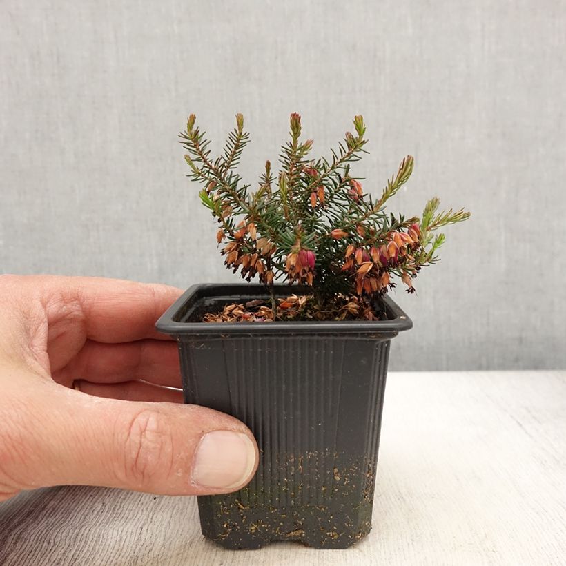 Spécimen de Bruyère des neiges - Erica carnea Eva - Godet de 8/9 cm tel que livré au printemps