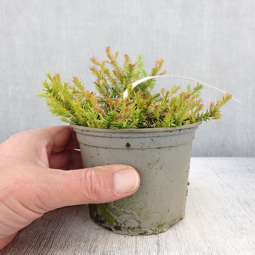 Spécimen de Bruyère des neiges - Erica carnea Foxhollow - Pot de 12 cm tel que livré au printemps