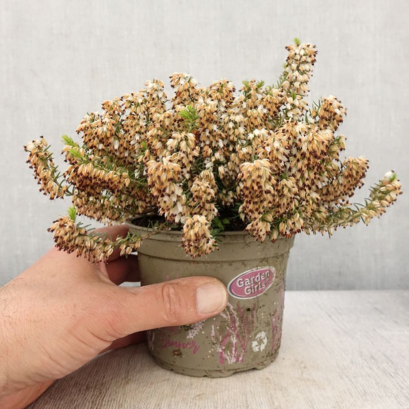 Spécimen de Bruyère des neiges - Erica carnea Isabell  - Pot de 12 cm tel que livré au printemps