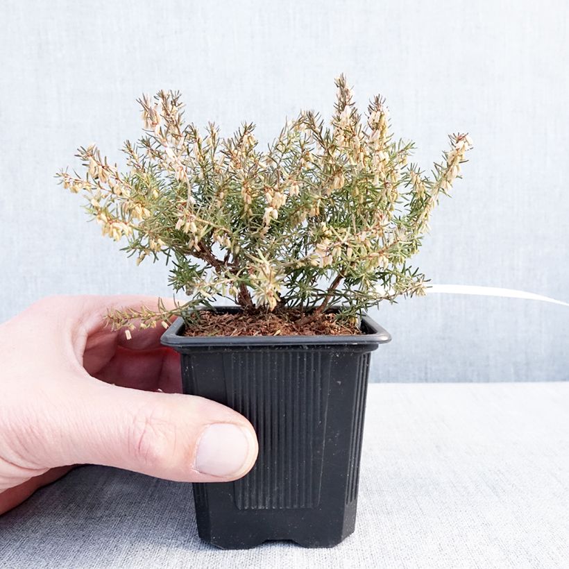 Spécimen de Bruyère des neiges - Erica carnea Jenny Porter Godet de 8/9 cm tel que livré en hiver
