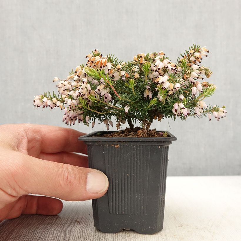 Spécimen de Bruyère des neiges - Erica carnea Jenny Porter - Godet de 8/9 cm tel que livré au printemps