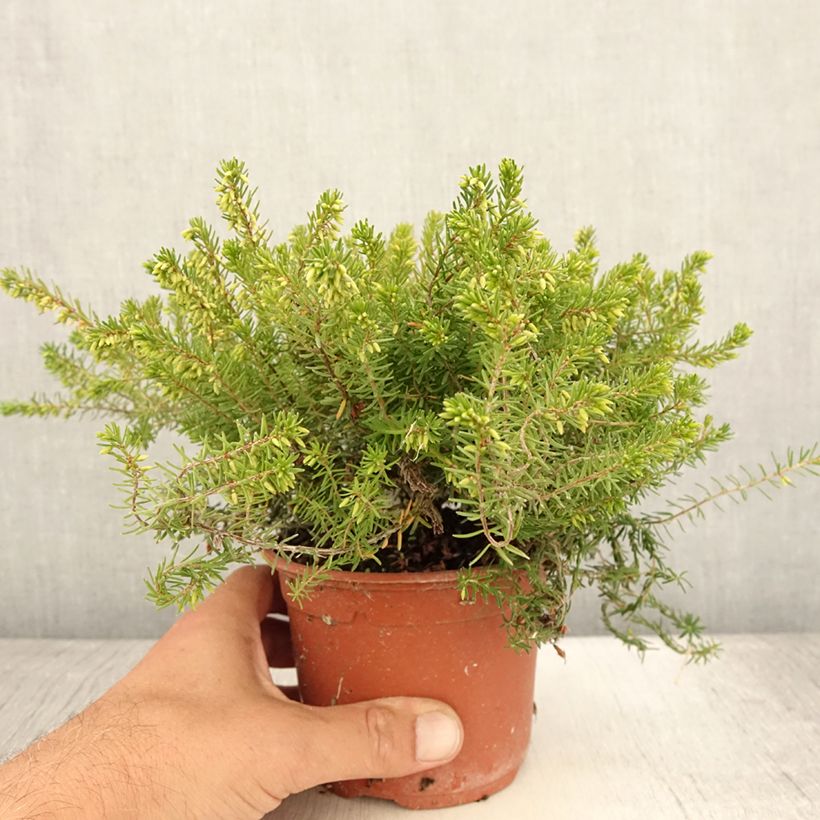 Spécimen de Bruyère des neiges - Erica carnea Jenny Porter Pot de 1L/1,5L tel que livré en été