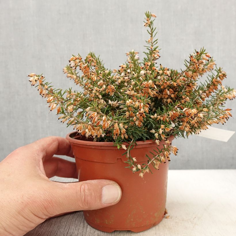 Spécimen de Bruyère des neiges - Erica carnea Jenny Porter - Pot de 1L/1,5L tel que livré au printemps