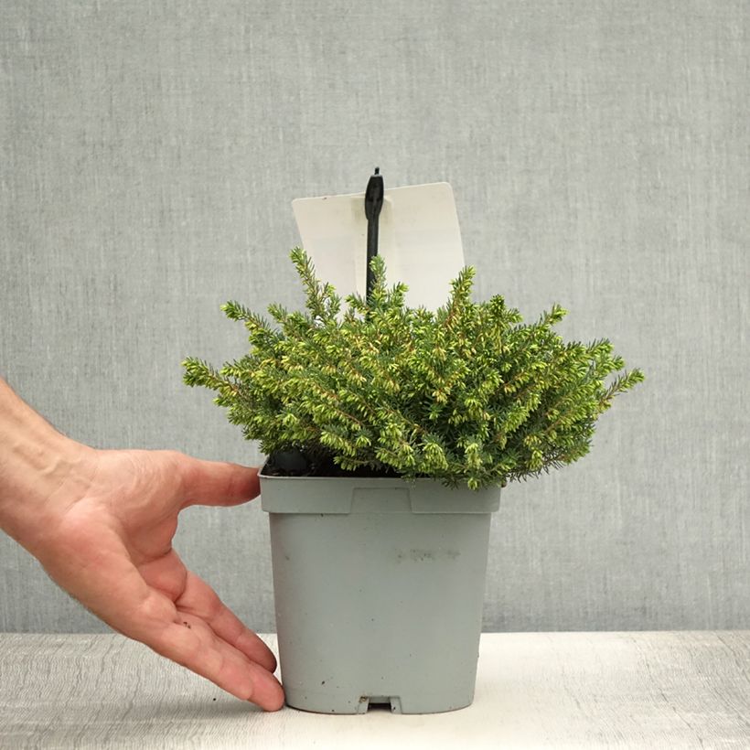 Spécimen de Bruyère des neiges - Erica carnea Jenny Porter Pot de 2L/3L tel que livré en été