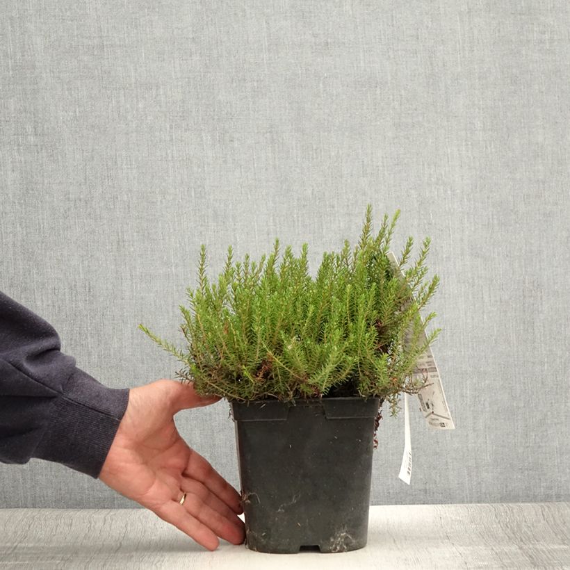 Spécimen de Bruyère des neiges - Erica carnea Myreton Ruby  Pot de 1,5L/2L tel que livré en été