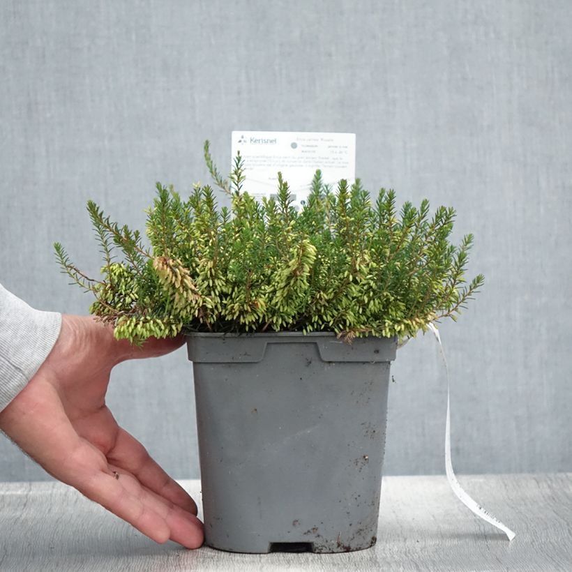 Spécimen de Bruyère des neiges - Erica carnea Rosalie Pot de 2L/3L tel que livré en été
