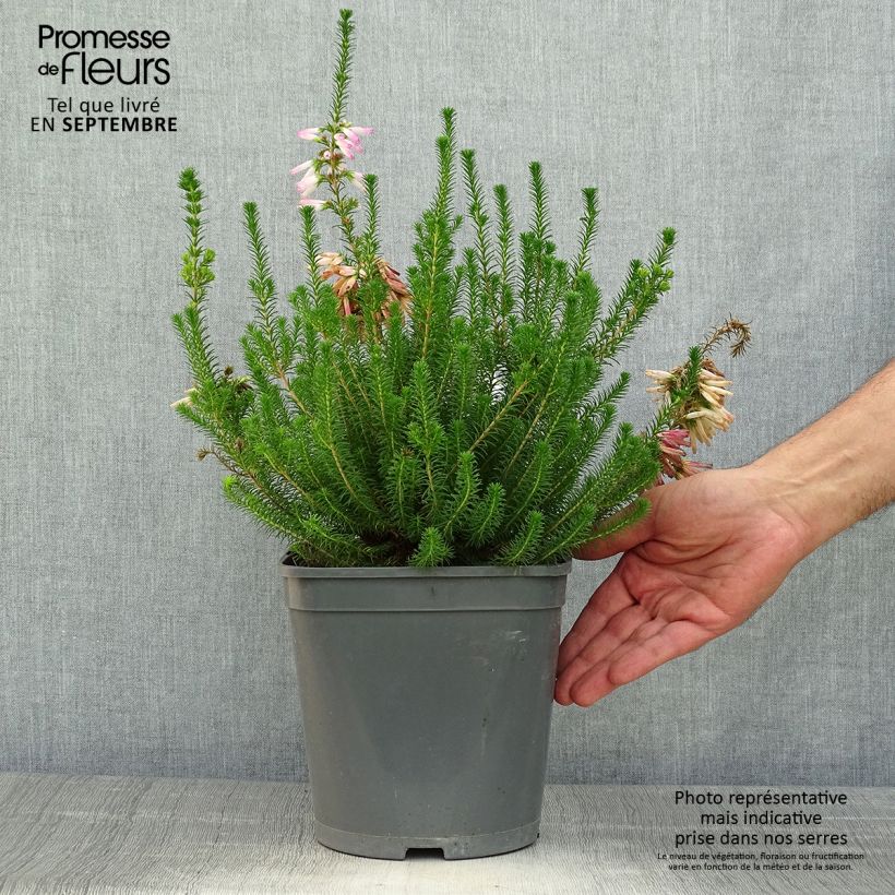Spécimen de Bruyère du Cap - Erica verticillata Pot de 4L/5L tel que livré en automne