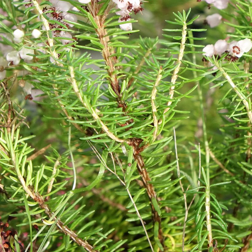 Bruyère vagabonde - Erica vagans Mrs D.F. Maxwell (Feuillage)