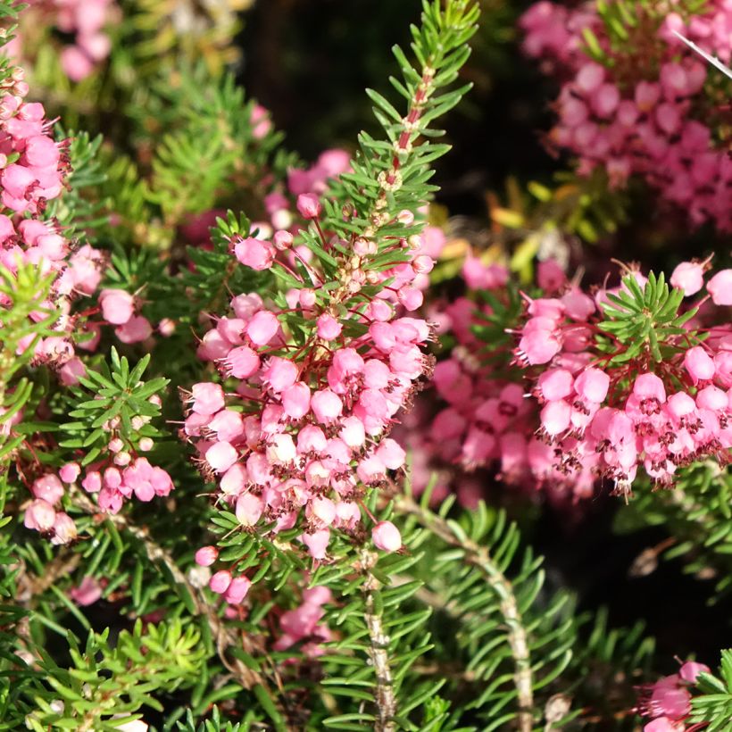 Bruyère vagabonde - Erica vagans Mrs D.F. Maxwell (Floraison)