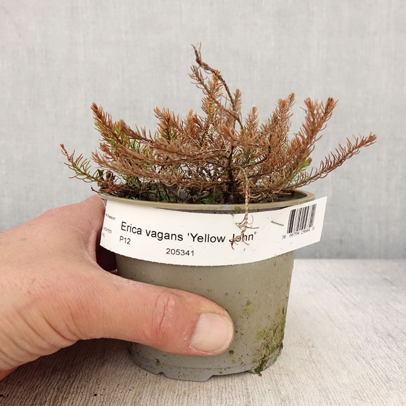 Spécimen de Bruyère vagabonde - Erica vagans Yellow John - Pot de 12 cm tel que livré au printemps