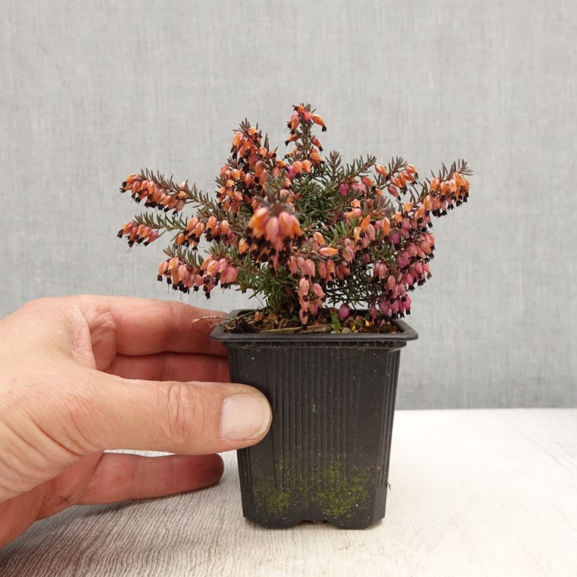 Spécimen de Bruyère Winter Belles Lucie - Erica (x) darleyensis - Godet de 8/9 cm tel que livré au printemps