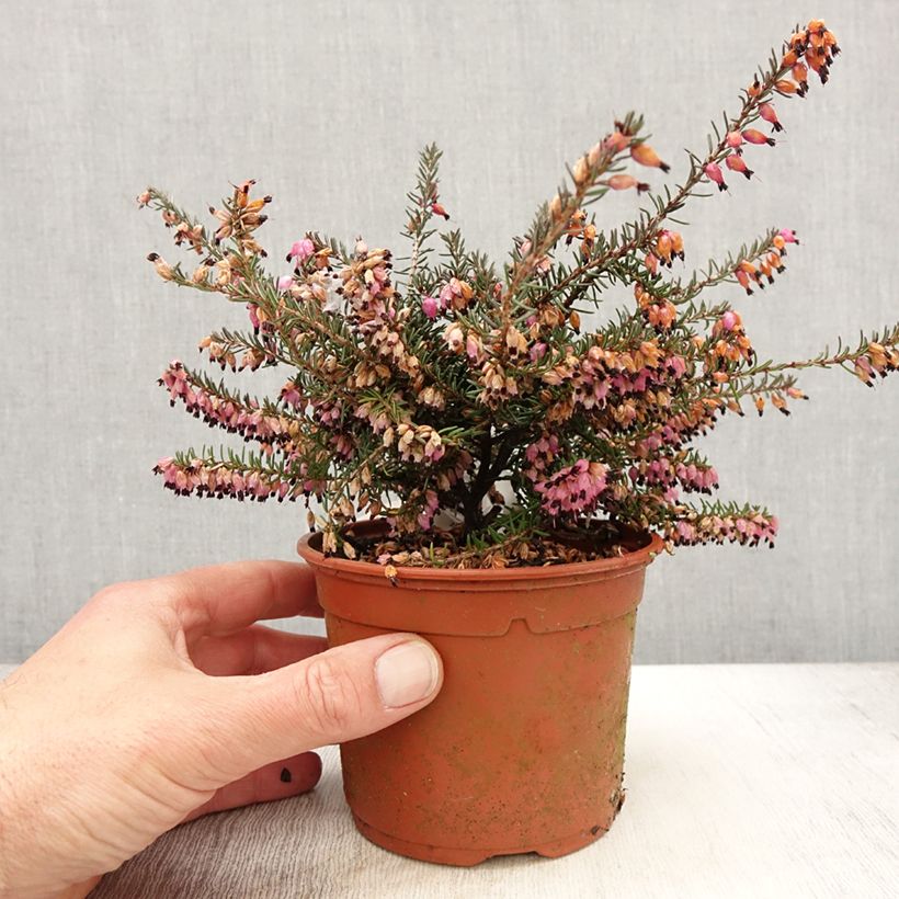 Spécimen de Bruyère Winter Belles Lucie - Erica (x) darleyensis - Pot de 1L/1,5L tel que livré au printemps