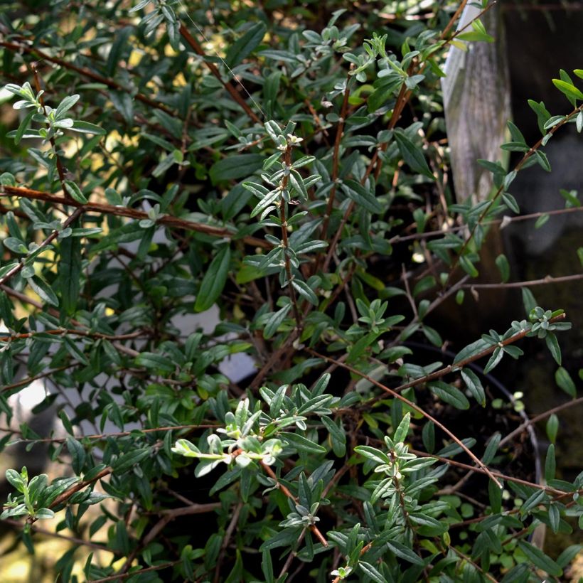 Buddleia alternifolia - Arbre aux papillons (Feuillage)