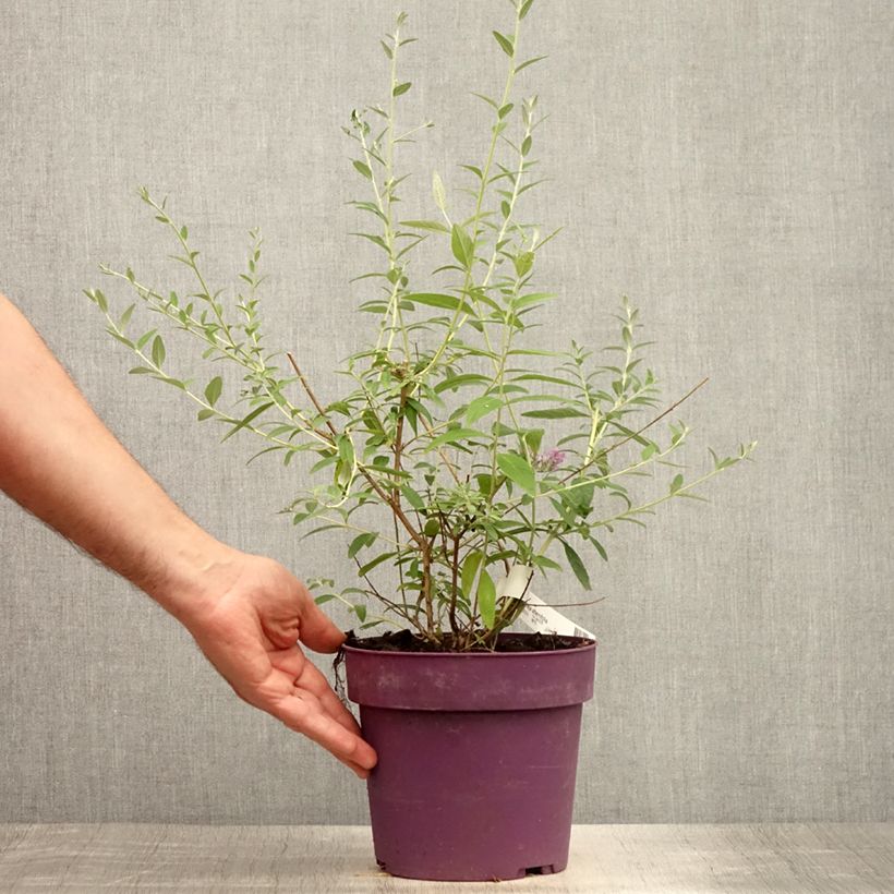 Spécimen de Buddleia alternifolia - Arbre aux papillons Pot de 3L/4L tel que livré en été