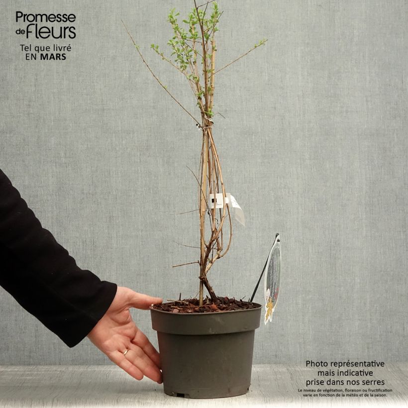 Spécimen de Buddleia alternifolia - Arbre aux papillons en pot de 3,5L. tel que livré au printemps