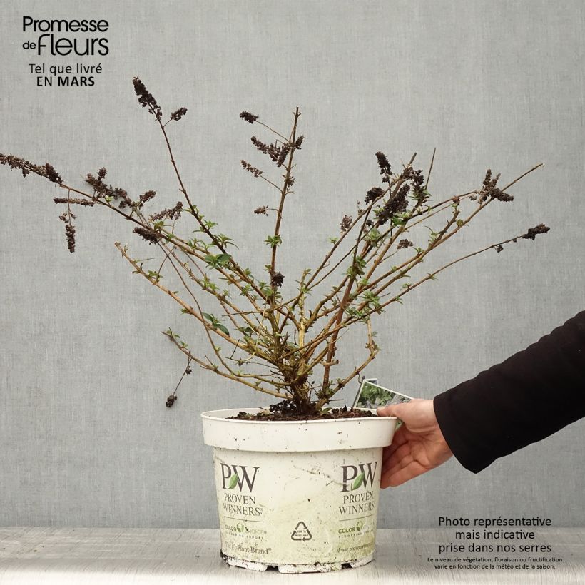 Spécimen de Buddleia Blue Chip - Arbre aux papillons nain Pot de 7,5L/10LHauteur livrée env. 40/50cm tel que livré au printemps