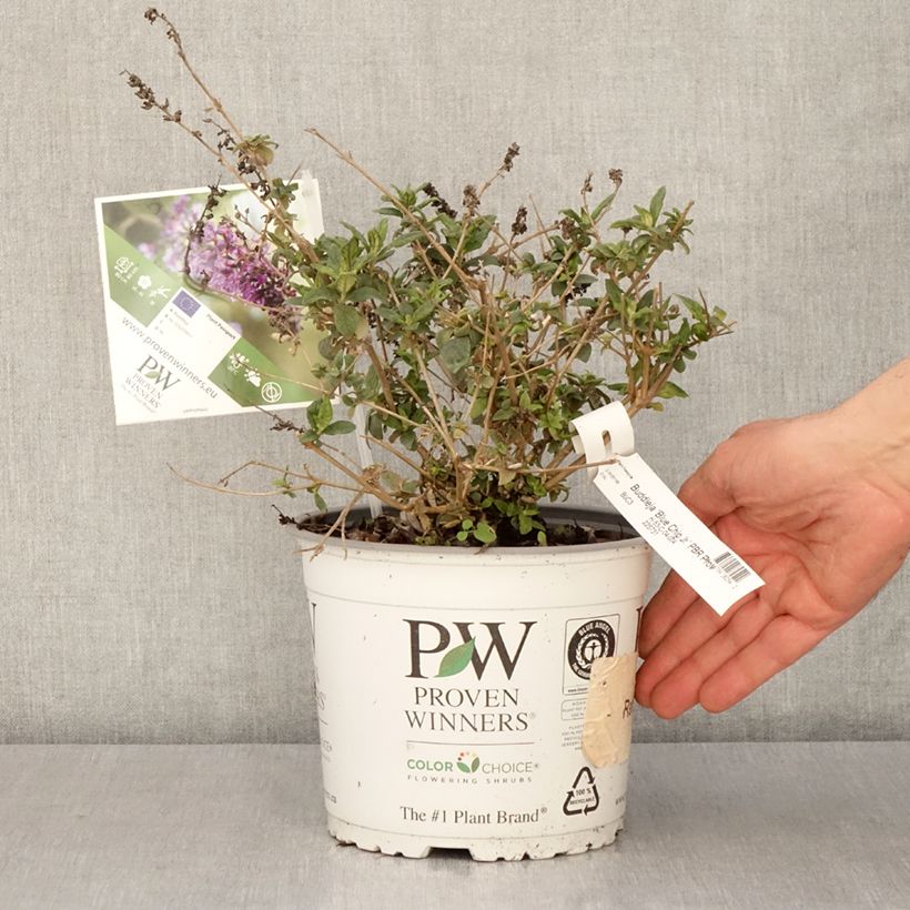Spécimen de Buddleia Blue Chip Jr - Arbre aux papillons nain - Pot de 2L/3L tel que livré au printemps