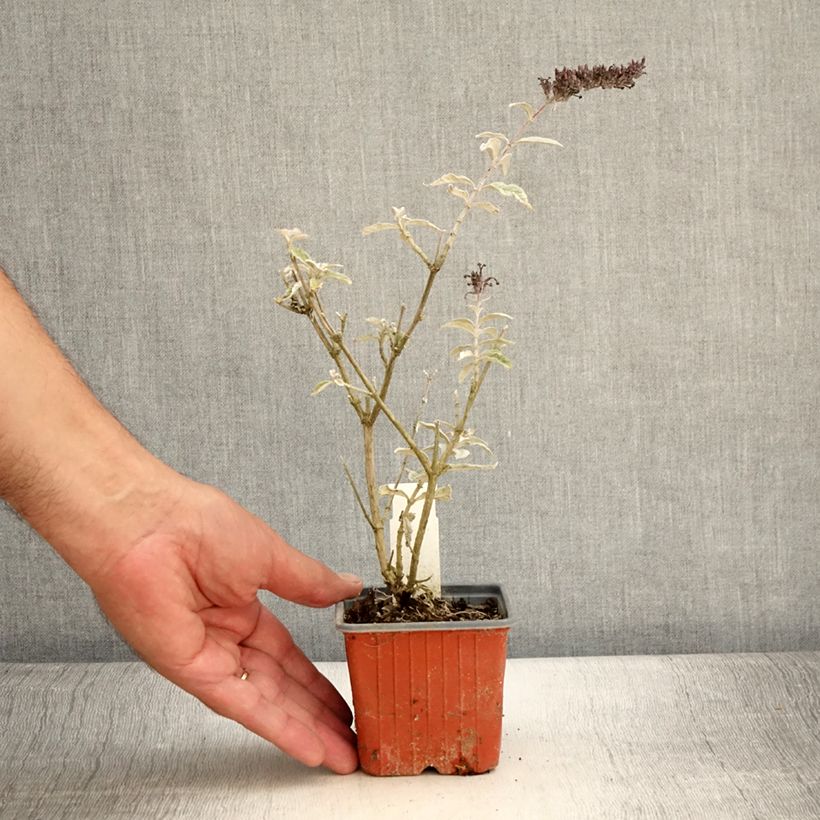 Spécimen de Buddleia davidii Adonis Blue, Arbre à papillons Godet de 8/9 cm tel que livré en été