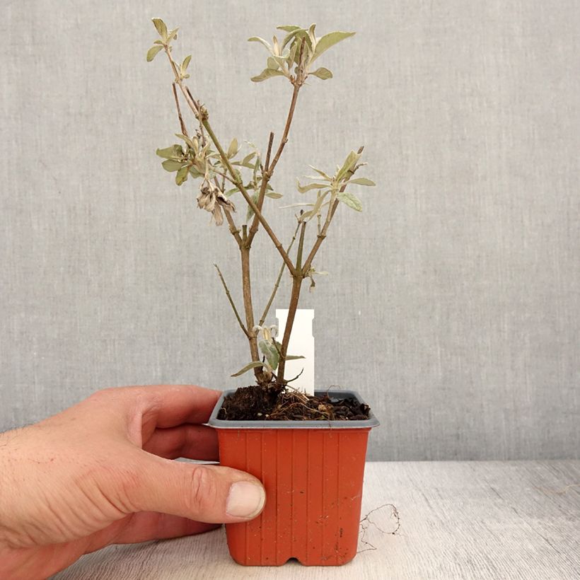 Spécimen de Buddleia davidii Adonis Blue, Arbre à papillons - Godet de 8/9 cm tel que livré au printemps