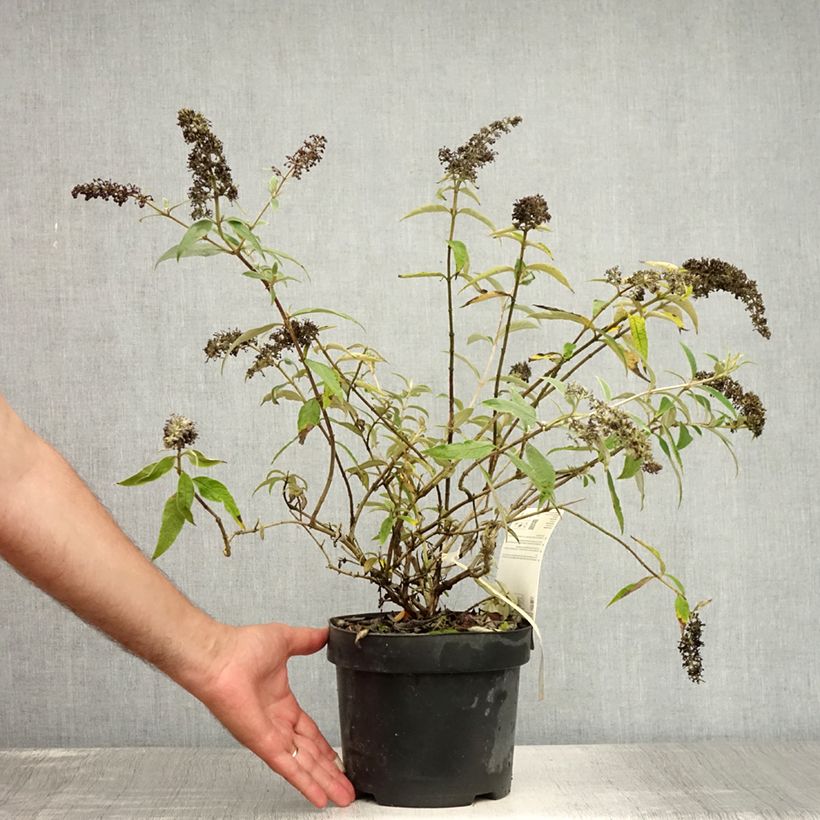 Spécimen de Buddleia davidii Adonis Blue, Arbre à papillons Pot de 3L/4L tel que livré en été